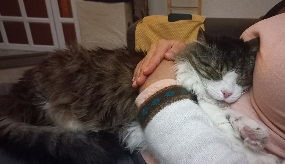 Blanco y su mamá Airfunding Crowfunding Cat Gatos Mascotas Pets Help