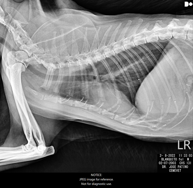 Exámenes médicos de Blanco Velásquez-Montiel. RX